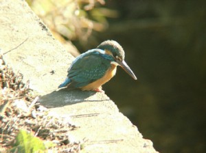 カワセミ