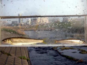 鶴見川中流　亀の甲橋のアユ（2010年3月13日撮影）