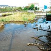 10月16日（日）めだか池かいぼり