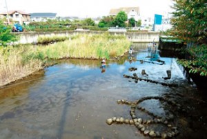 10月16日（日）めだか池かいぼり