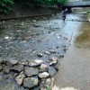 親水広場前の水の流れをゆるやかにするための水制づくり