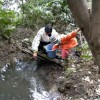 矢上川流域でホトケドジョウの保全進む