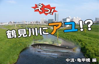 鶴見川流域探険生きもの編「えっ！鶴見川にアユ！？」中流・亀甲橋