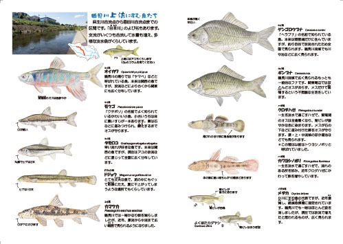 鶴見川流域生きものガイドブック